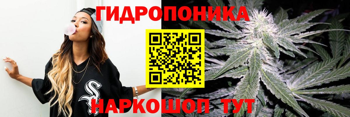Конопля сатива Ростов Великий